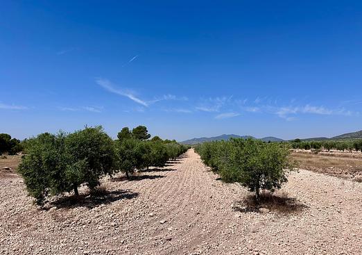 Land in Monóvar/Monóver