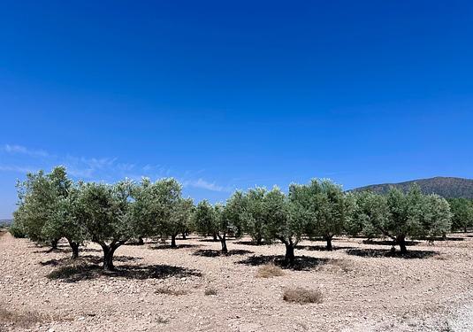 Land in Monóvar/Monóver