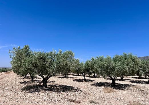 Land in Monóvar/Monóver