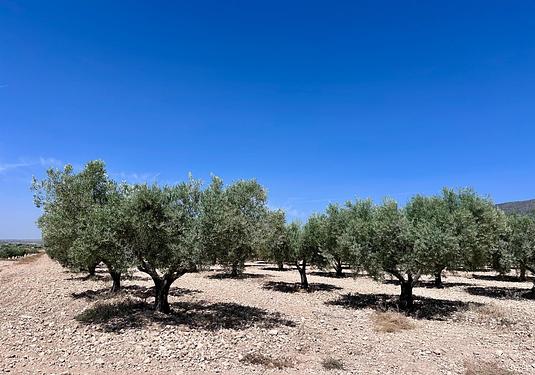 Land in Monóvar/Monóver