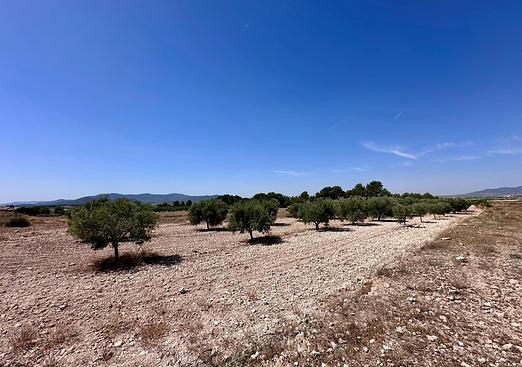 Land in Monóvar/Monóver
