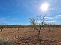 Land in Pinoso