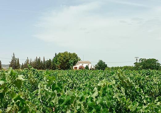 Property in Yecla