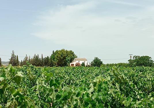 Property in Yecla
