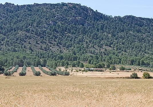 Other in Yecla