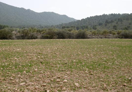 Land in Yecla