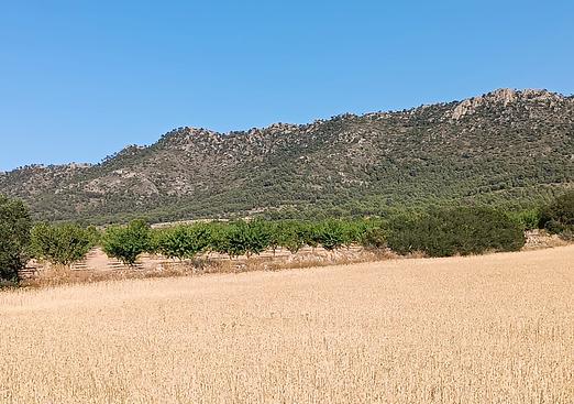 Land in Yecla