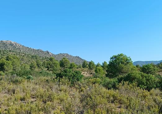 Land in Yecla