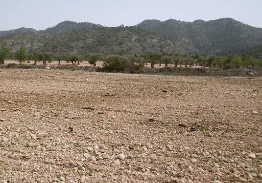 Land in Yecla