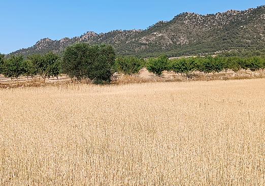 Land in Yecla