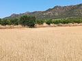 Land in Yecla