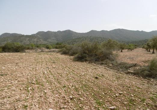 Land in Yecla