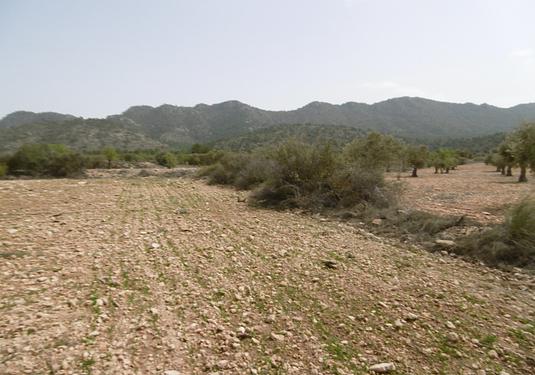 Land in Yecla