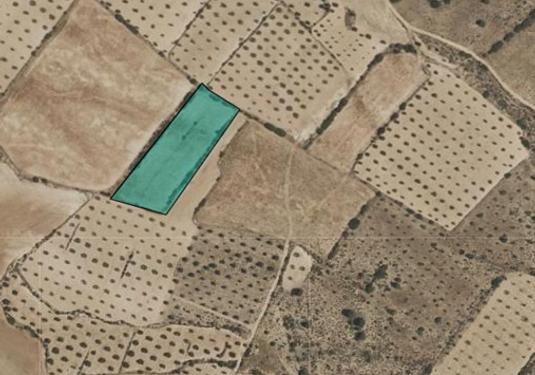 Land in Yecla