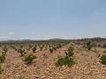 Land in Pinoso