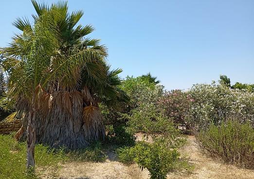 Country house in Daya Nueva
