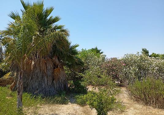 Country house in Daya Nueva