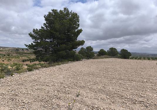 Land in Pinoso