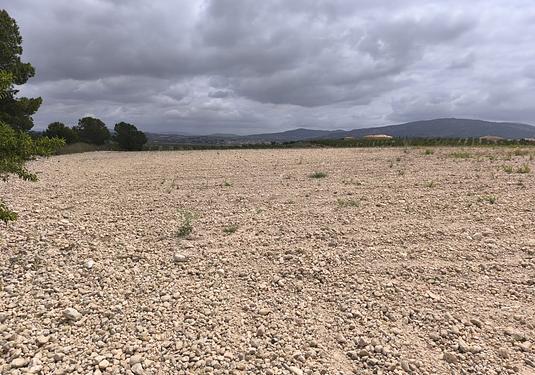 Land in Pinoso
