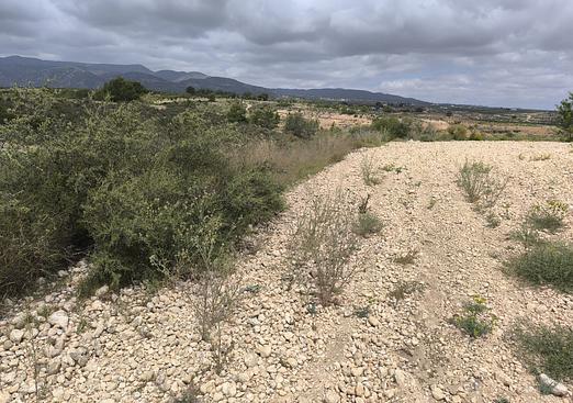 Land in Pinoso