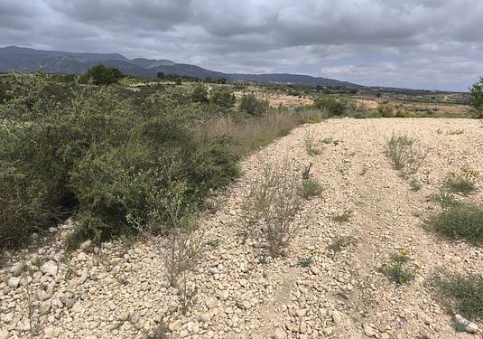 Land in Pinoso