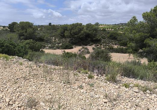 Land in Pinoso