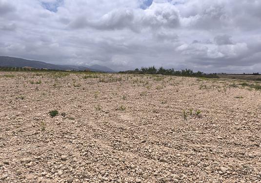 Land in Pinoso