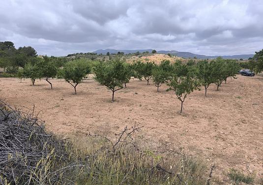Land in Pinoso