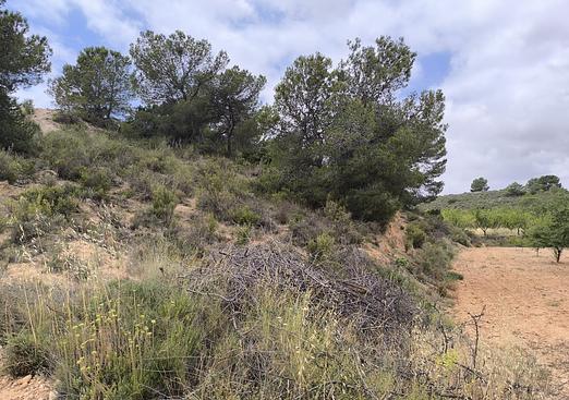 Land in Pinoso