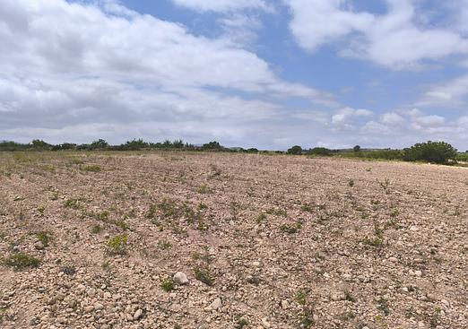 Land in Pinoso