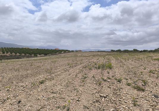 Land in Pinoso