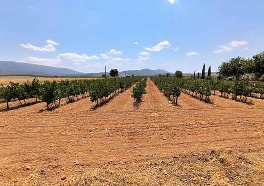 Land in Yecla