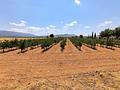Land in Yecla