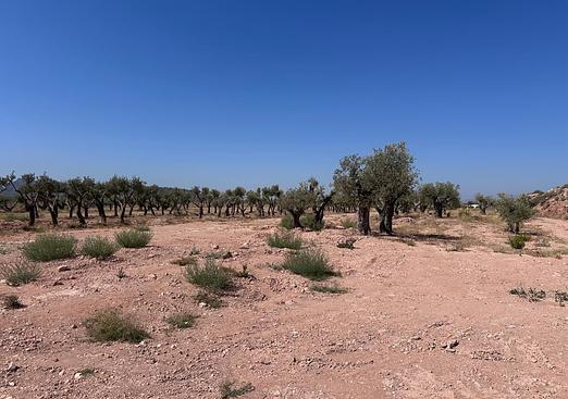 Land in Macisvenda