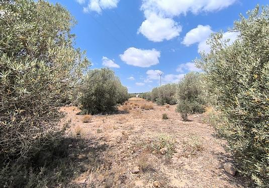 Property in Caudete