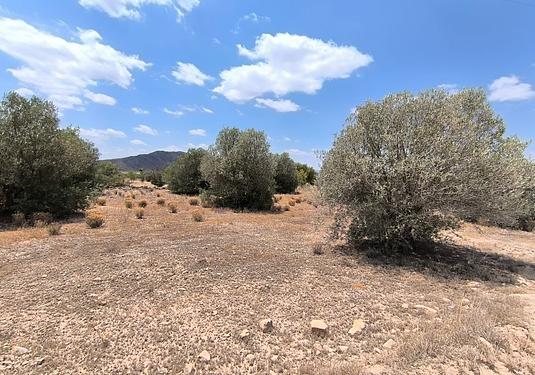 Property in Caudete