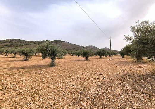 Land in Yecla