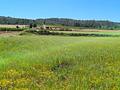 Land in Yecla