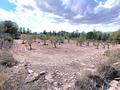 Land in Yecla