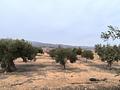 Land in Villena