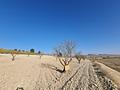 Land in Jumilla
