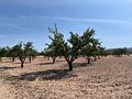 Land in Monóvar/Monóver