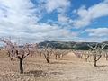 Land in Jumilla