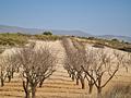 Land in Jumilla