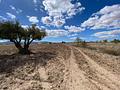 Land in Pinoso