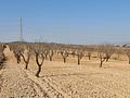 Land in Jumilla