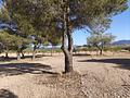 Land in Pinoso