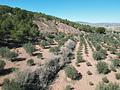 Land in Pinoso