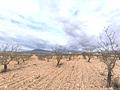 Land in Pinoso