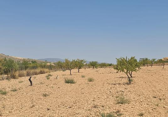 Land in Canada del Trigo